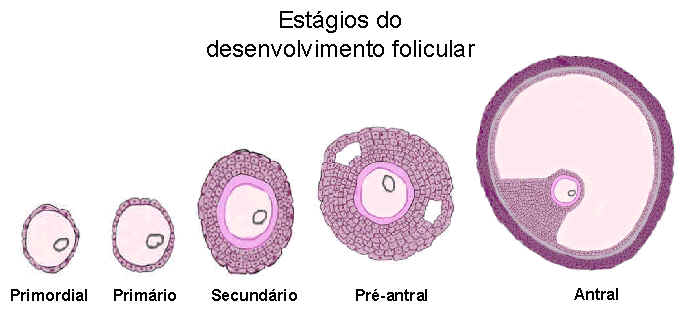 folículo primordial